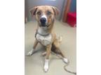 Adopt Gun Smoke a Brown/Chocolate Mixed Breed (Small) / Mixed Breed (Medium) /