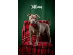 Adopt Jillian a Black American Pit Bull Terrier / Mixed Breed (Medium) / Mixed