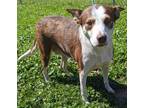 Adopt Nutmeg a Brown/Chocolate Border Collie / Mixed Breed (Medium) / Mixed