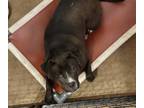 Adopt Diamond a Black - with White American Pit Bull Terrier / Mixed dog in