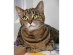 Adopt Margo a Brown Tabby Domestic Shorthair / Mixed Breed (Medium) / Mixed