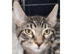 Adopt Indigo a Brown Tabby Domestic Shorthair / Mixed (short coat) cat in
