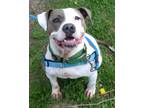 Adopt Pretty a White Staffordshire Bull Terrier / Mixed Breed (Medium) / Mixed
