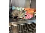 Adopt ZigZag a Brown Tabby Domestic Shorthair / Mixed Breed (Medium) / Mixed