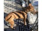 Adopt Clyde, loving boy, more info added a Brown/Chocolate - with White Boxer /