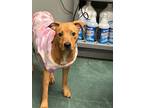 Adopt Winnie a Mixed Breed (Medium) / Mixed dog in Jonesboro, AR (41034279)
