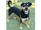 Adopt Angel a Black Rottweiler / Alaskan Klee Kai / Mixed (short coat) dog in