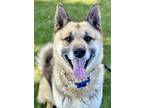 Adopt Steinbeck a Black German Shepherd Dog / Husky / Mixed (short coat) dog in