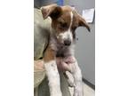 Adopt Hydra a Tan/Yellow/Fawn Bernese Mountain Dog / Mixed Breed (Medium) /