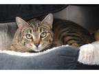 Adopt Snap a Brown Tabby Domestic Shorthair / Mixed Breed (Medium) / Mixed