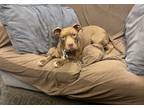 Adopt Bella a Brown/Chocolate American Pit Bull Terrier / Mixed Breed (Medium) /