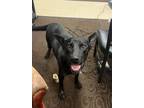 Adopt Rocky a Black American Pit Bull Terrier / Mixed Breed (Medium) / Mixed