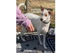 Adopt Isabel, a sweet young lady, more info added a White - with Red, Golden