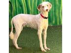 Adopt Hennessy a Brindle Labrador Retriever / Poodle (Standard) / Mixed (short