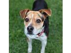 Adopt Earhart a Beagle / Hound (Unknown Type) / Mixed dog in Ridgely