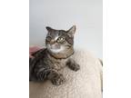 Adopt Faith a Brown Tabby Domestic Shorthair / Mixed Breed (Medium) / Mixed