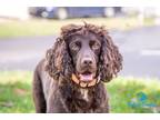 Adopt Yogi Bear a Brown/Chocolate Cocker Spaniel / Mixed dog in Cape Coral