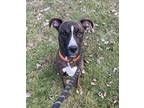 Adopt Scooby a Brindle Boxer / Mixed Breed (Medium) / Mixed (short coat) dog in