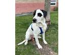Adopt Bob a White Dalmatian / Mixed Breed (Medium) / Mixed (short coat) dog in