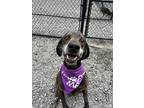 Adopt Tracker a Brown/Chocolate Plott Hound / Mixed Breed (Medium) / Mixed