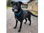 Adopt Tank a Black Labrador Retriever / Border Collie / Mixed (short coat) dog