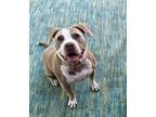 Adopt Miss Lady a White - with Tan, Yellow or Fawn Mixed Breed (Large) / Mixed