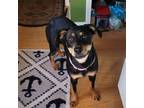 Adopt Melanie a Black - with Brown, Red, Golden, Orange or Chestnut Rottweiler /