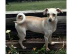 Adopt Missy a Tan/Yellow/Fawn Jack Russell Terrier / Mixed Breed (Small) / Mixed