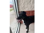 Adopt Rocket a Black - with White Labrador Retriever / Mixed dog in Buchanan