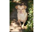 Adopt Gideon a Red/Golden/Orange/Chestnut Chiweenie / Dachshund / Mixed dog in