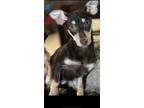 Adopt Lucy a Brown/Chocolate - with Tan Chiweenie / Mixed dog in Oceanside