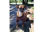 Adopt Arielle a Tricolor (Tan/Brown & Black & White) Chiweenie / Miniature