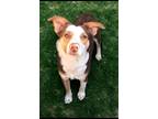 Adopt Giselle a Tricolor (Tan/Brown & Black & White) Australian Shepherd /
