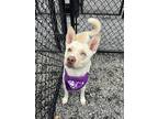 Adopt Buck a Brindle Husky / Mixed Breed (Medium) / Mixed (medium coat) dog in