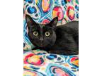 Adopt Missy a All Black Domestic Shorthair / Mixed Breed (Medium) / Mixed (short