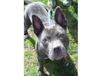 Adopt Karma a Merle American Staffordshire Terrier / Mixed Breed (Medium) /
