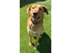 Adopt COOPER a Tan/Yellow/Fawn Labrador Retriever / Golden Retriever / Mixed dog