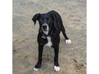 Adopt Connor a Black - with White Pointer / Golden Retriever / Mixed dog in