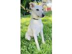 Adopt Pegasus a White Great Pyrenees / Mixed Breed (Medium) / Mixed (short coat)