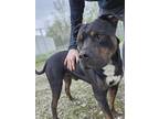 Adopt Midnight a Black - with Tan, Yellow or Fawn Rottweiler / Mixed dog in
