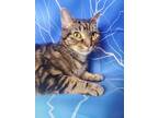 Adopt Amanda a Brown Tabby Domestic Shorthair (short coat) cat in Greensburg