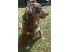 Adopt Willow a Red/Golden/Orange/Chestnut - with White Australian Shepherd /