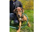 Adopt Tess a Brown/Chocolate Catahoula Leopard Dog / Mixed Breed (Medium) /