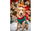 Adopt Lennon a Tan/Yellow/Fawn - with White Labradoodle / Mixed dog in St