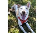 Adopt Ozzie a Merle Australian Shepherd / Catahoula Leopard Dog / Mixed dog in