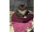 Adopt Adele a Tan or Fawn Tabby Maine Coon (long coat) cat in Winter Haven