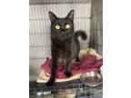 Adopt Lionel a All Black Maine Coon (long coat) cat in Winter Haven