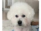 Adopt Love a Bichon Frise / Mixed dog in San Ramon, CA (40899067)