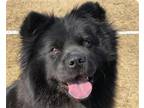 Adopt May a Chow Chow / Mixed dog in San Ramon, CA (41203417)