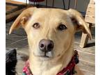 Adopt Mooncake a Bernese Mountain Dog / Mixed dog in San Ramon, CA (41203416)